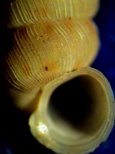 Cochlostoma montanum cassiniacum (Saint Simon in Paulucci)